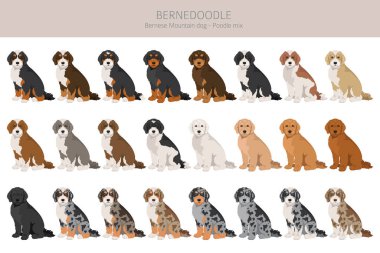 Bernedoodle köpek karışık klipsi. Tüm ceket renkleri ayarlandı. Bernese Moountain köpek kanişi karışımı. Vektör illüstrasyonu
