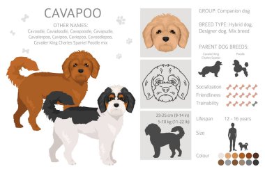 Cavapoo, Cavoodle klipsi. Şövalye Kral Charles Spaniel Fino karışımı. Farklı ceket renkleri. Vektör illüstrasyonu