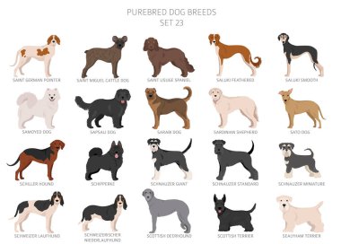 Bütün köpek türlerinin koleksiyonu. Tahsilat 28 sette. Köpek yavrularının gerçekçi görüntüsü farklı renklerde. Vektör illüstrasyonu