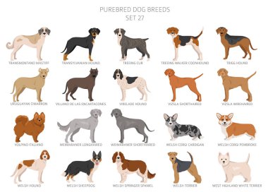 Bütün köpek türlerinin koleksiyonu. Tahsilat 28 sette. Köpek yavrularının gerçekçi görüntüsü farklı renklerde. Vektör illüstrasyonu