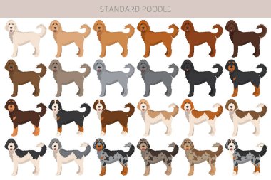 Standart kaniş köpekleri klipsi. Tüm ceket renkleri ayarlandı. Vektör illüstrasyonu