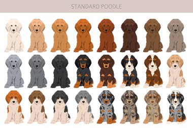 Standart kaniş köpekleri klipsi. Tüm ceket renkleri ayarlandı. Vektör illüstrasyonu