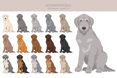 Weimardoodle klipsi. Weimaraner kaniş karışımı. Farklı ceket renkleri. Vektör illüstrasyonu