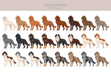 Vizsladoodle klipsi. Vizsla Poodle karışımı. Farklı ceket renkleri. Vektör illüstrasyonu