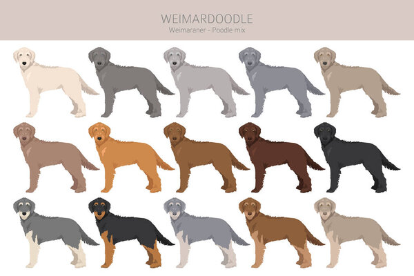 Weimardoodle clipart. Weimaraner Poodle mix. Different coat colors set.  Vector illustration