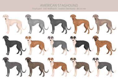 American Staghound zirvesi. Greyhound, İskoç Deerhound, İrlandalı Wolfhound, Borzoi mix. Farklı ceket renkleri. Vektör illüstrasyonu
