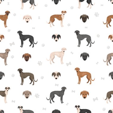 American Staghound zirvesi. Greyhound, İskoç Deerhound, İrlandalı Wolfhound, Borzoi mix. Farklı ceket renkleri. Vektör illüstrasyonu