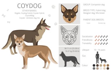 Coydog klipsi. Çakal - kubbeli köpek karışımı. Farklı ceket renkleri. Vektör illüstrasyonu