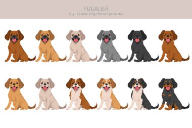 Pugalier, Cavapug klipsi. Pug-Cavalier KIng Charles Spaniel karışımı. Farklı ceket renkleri. Vektör illüstrasyonu