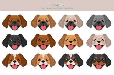 Pugalier, Cavapug klipsi. Pug-Cavalier KIng Charles Spaniel karışımı. Farklı ceket renkleri. Vektör illüstrasyonu