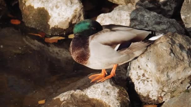 鸭子在城市公园里游泳 鸭子在池塘里 — 图库视频影像
