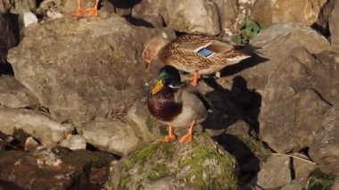 Ördek şehir parkında yüzüyor. Ördekler gölde..