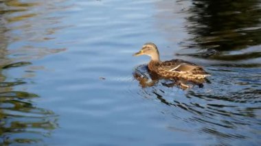 Ördek şehir parkında yüzüyor. Ördekler gölde..