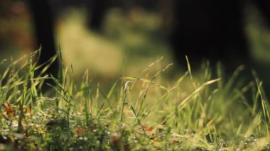 Bahçede sonbahar yaprakları. Sıcak bir sonbahar gününde çimen.