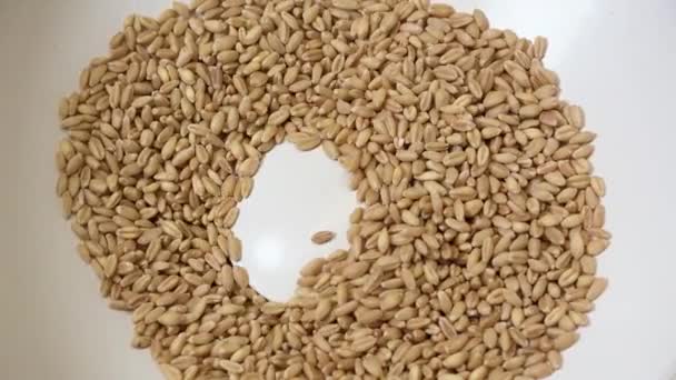 穀物の研削 麦芽の粉砕 ビールを作る たくさんの種 — ストック動画