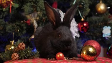 Noel ağacının yakınındaki yeni yılın sembolü. Yeni yıl kavramı.