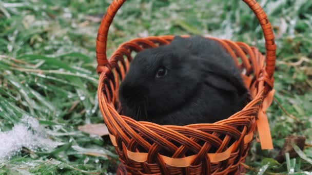 兔子在篮子里黑兔 2023年的象征 冰封的绿草 — 图库视频影像
