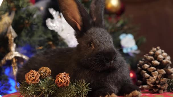 Symbool Van Nieuwjaar Buurt Van Versierde Kerstboom Begrip Nieuw Jaar — Stockvideo