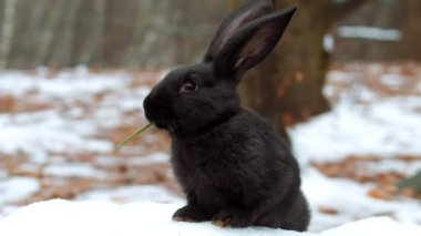 Noel ağacının yakınındaki yeni yılın sembolü. Yeni yıl kavramı.