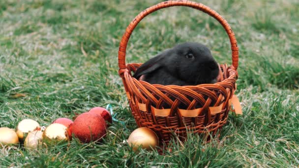 Kaninchen Korb Schwarzes Kaninchen Symbol Des Jahres 2023 Frostiges Grünes — Stockvideo