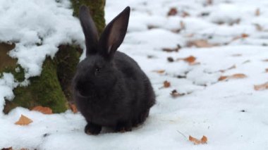 Noel ağacının yakınındaki yeni yılın sembolü. Yeni yıl kavramı.