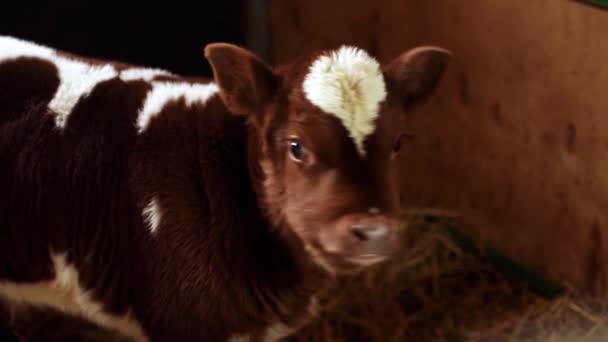 Süt Çiftliğindeki Buzağılar Buzağı Ahırda — Stok video