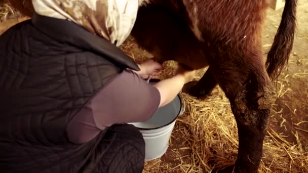 Mléko Kráva Čerstvé Mléko Mléčného Skotu Nebo Hospodářských Zvířat — Stock video