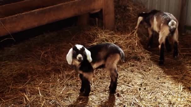 Kecske Farmon Állattenyésztés Farmon Gazdálkodás Legelőn Tartott Haszonállatok — Stock videók