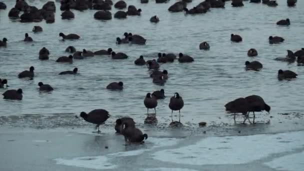 Gli Uccelli Inverno Lago Ghiacciato Fauna Selvatica Uno Stormo Uccelli — Video Stock