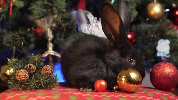 Kaninchen Korb Schwarzes Kaninchen Symbol Des Jahres 2023 Frostiges Grünes — Stockvideo