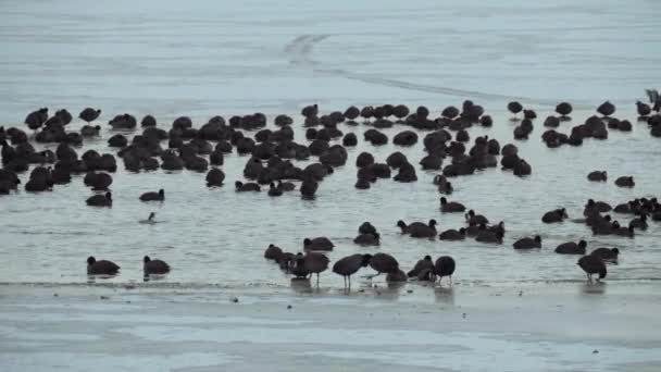 Kışın Kuşlar Donmuş Göl Vahşi Yaşam Gölde Bir Kuş Sürüsü — Stok video