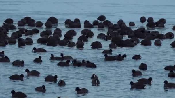 Pássaros Inverno Lago Congelado Vida Selvagem Bando Pássaros Lago Animais — Vídeo de Stock