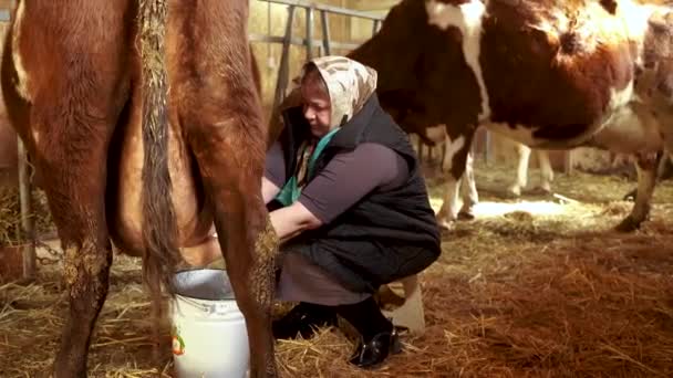 Nek Sağmak Süt Hayvanlarından Çiftlik Hayvanlarından Taze Süt — Stok video