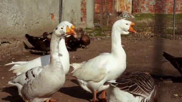 ジェシー 外の空気中の種子 国内の鳥 農場で鶏の散歩 — ストック動画