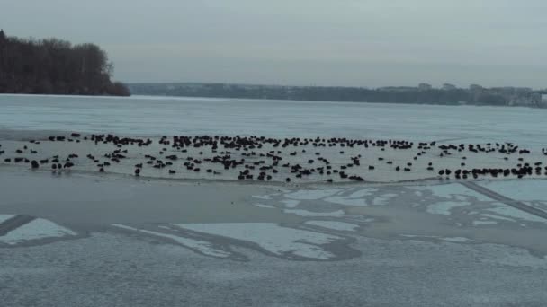 Fåglar Vintern Fryst Sjö Djurliv Flock Fåglar Sjön Övervintringsdjur — Stockvideo