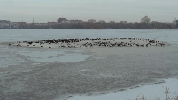 Vögel Winter Zugefrorener See Wildtiere Ein Vogelschwarm Auf Dem See — Stockvideo