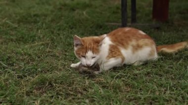 Kedi fare. Evcil kedi bir fare yakaladı. Etobur kedi fareyi yiyor. Yırtıcı Kedi.