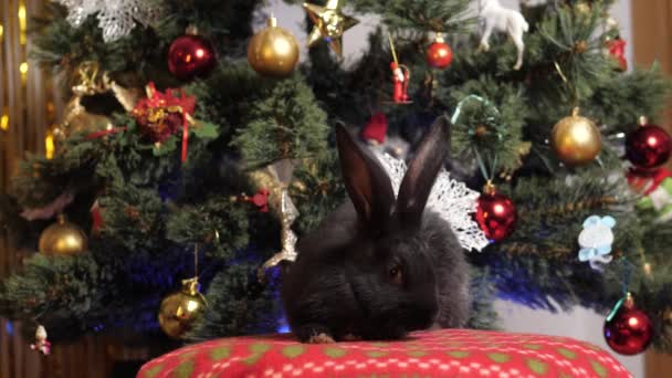 Símbolo Ano Novo Perto Árvore Natal Decorada Conceito Ano Novo — Vídeo de Stock