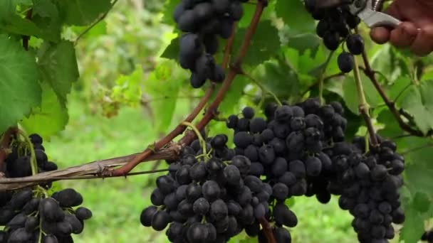 Harvesting Grapes Wine Grape Picking Farm Winery Autumn Harvest Grapevine — Vídeo de stock