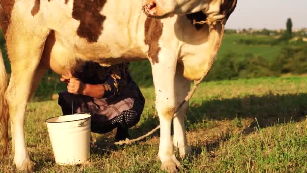 Nek Sağan Bir Kadın Nek Sağmak Süt Hayvanlarından Çiftlik Hayvanlarından — Stok video