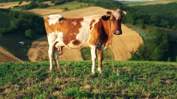 Koe Weiden Als Huisdieren Volwassen Koe — Stockvideo
