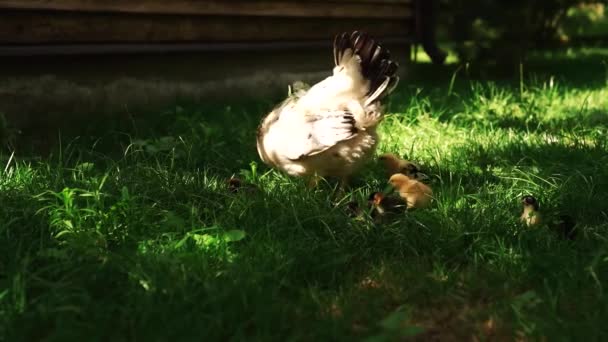 Pollos Comiendo Granos Granja Campo Libre Con Hierba Verde Pollo — Vídeo de stock