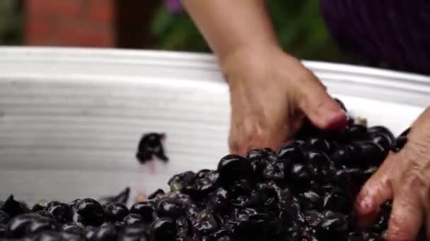 Grape Picking Harvesting Grapes Wine Autumn Harvest Grapevine Farm Winery — Vídeo de stock