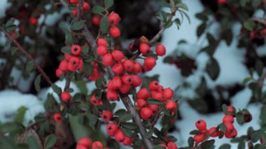 Kışın kırmızı dutlar.