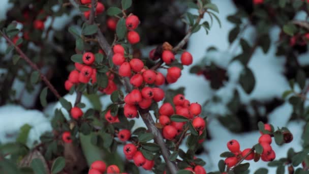 冬季的红色浆果 — 图库视频影像