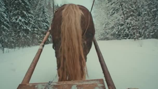 Pferd Winter Pferd Zieht Einen Wagen Pferde Ziehen Schlitten — Stockvideo