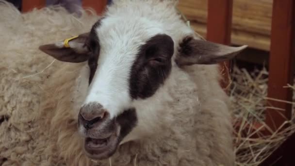 Ewe 小羊羊的家庭 一只白色的母羊 — 图库视频影像