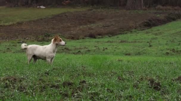 Een Hond Jachthond Huisdier Vriend Van Mens — Stockvideo