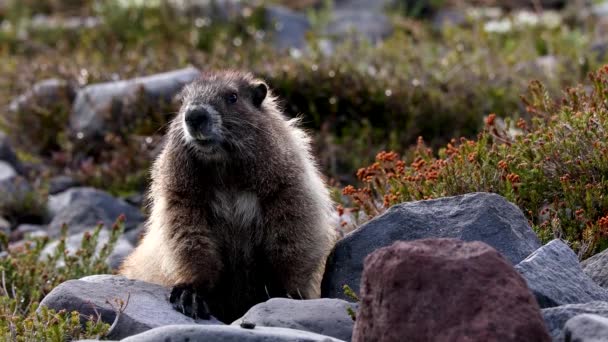 Groundhog Day Marmot Animals Wild Spring — Stok Video