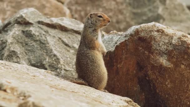 Dia Marmota Marmot Animais Estado Selvagem Primavera — Vídeo de Stock